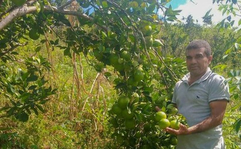 Próxima safra de laranja lima deve concluir colheita de 256 milhões de frutos