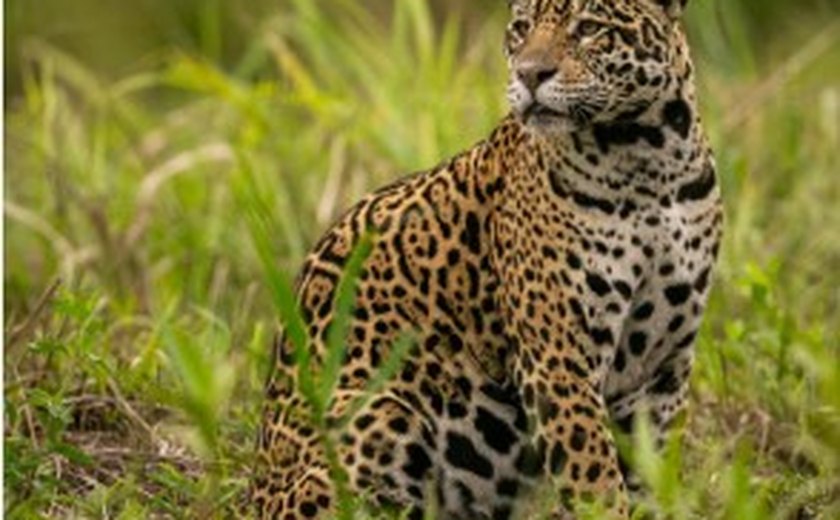 Vaqueiro é atacado por onça-pintada em Goiás, se defende com facão e sobrevive