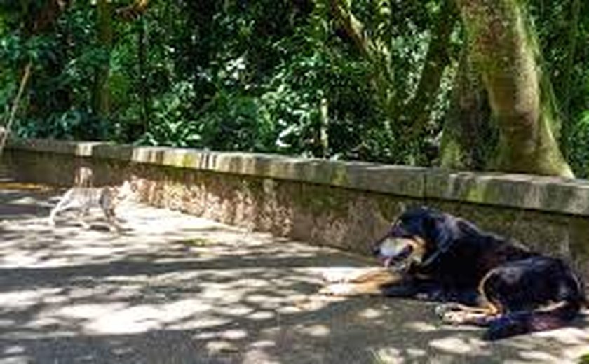 Cachorro de pelo preto fica completamente branco por causa de vitiligo; entenda