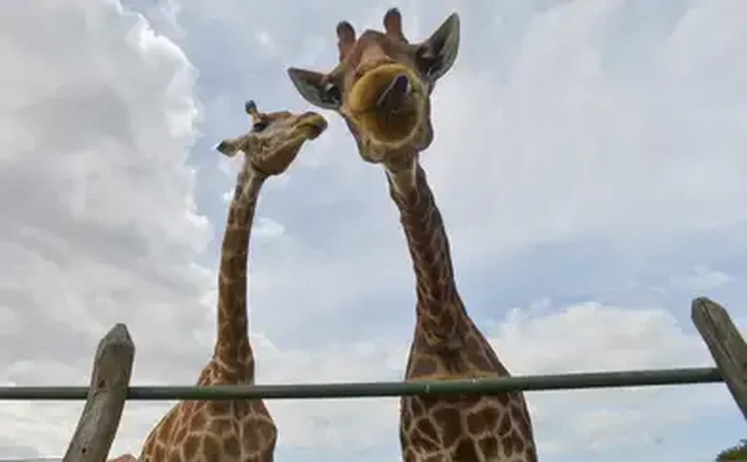 Girafa recém-nascida no zoo de SP já tem nome e RG