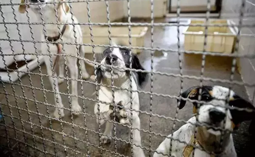 Tutores de cães com suspeita de envenenamento vão depor nesta segunda