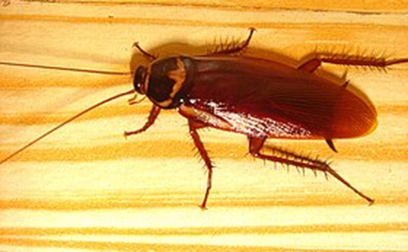 Para onde vão as baratas no inverno? Saiba como evitar essa visitante indesejada