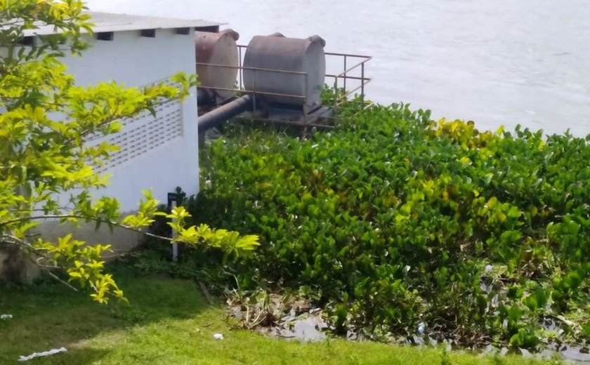 Vegetação no Rio São Francisco prejudica abastecimento de água em Penedo