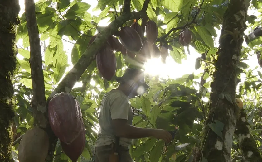 Chocolate: fazendas de cacau modernizam produção para ganhar espaço no mercado diante da escassez do produto