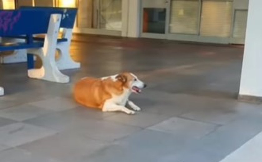 Conheça Silveira, cachorro 'reitor' da UFSM que viralizou nas redes