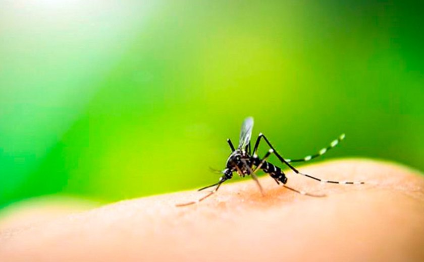 Velho conhecido do brasileiro, Aedes aegypti voltou a assustar o país em 2015