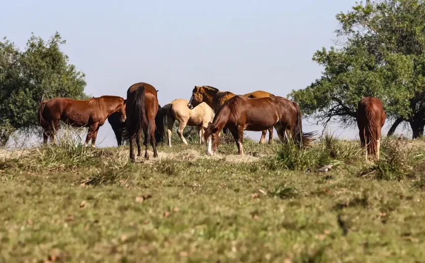 Pelo menos 22 cavalos morreram na região metropolitana de Manaus