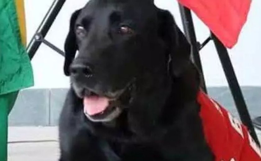 ‘Cachorro bombeiro’ Luck, que atuou em Mariana, recebe homenagem após sua morte