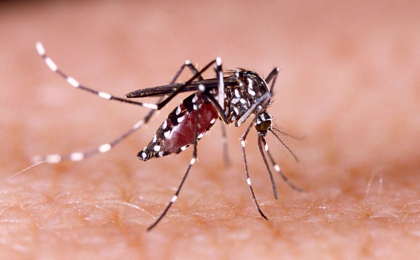 El Niño e alterações climáticas favorecem aumento de casos de dengue