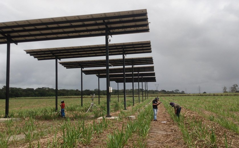 Pesquisa financiada pelo Governo capta energia solar potencializando produção da cana-de-açúcar
