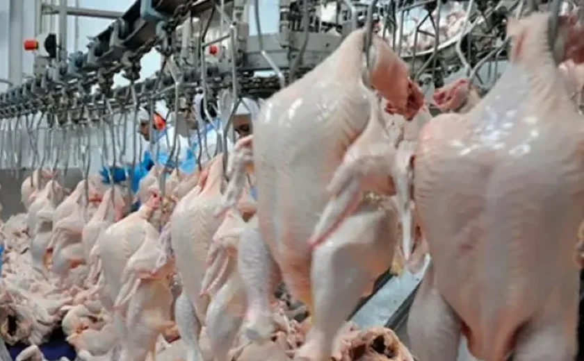 Exportação de frango brasileiro está suspensa para 9 destinos após caso de gripe aviária