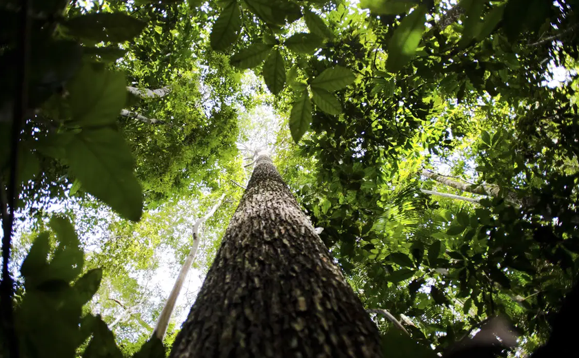 Gestora brasileira GK Partners se funde com Just Climate, criada por empresa de Al Gore