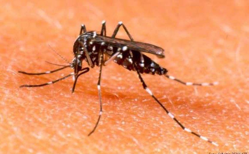 Alagoas registra aumento de 115,24% de casos de dengue