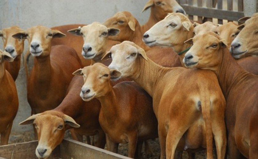 Produtores de Estrela de Alagoas e Cacimbinhas receberam 400 ovinos