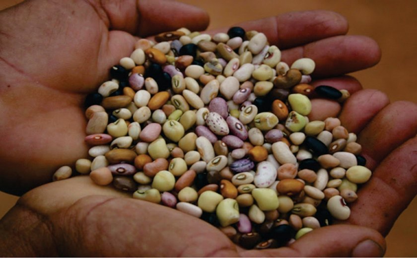 Produtores de sementes encontram solução em financiamento estadual