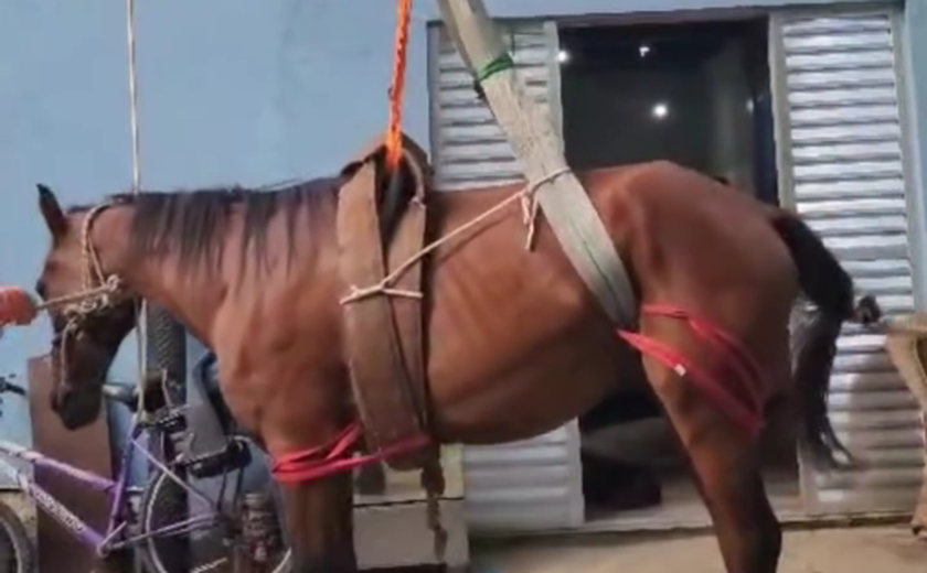 'Caramelo de Peruíbe': cavalo é resgatado de laje após enchente no litoral paulista