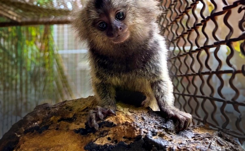 IMA e Sesau alertam sobre risco do contato humano com saguis
