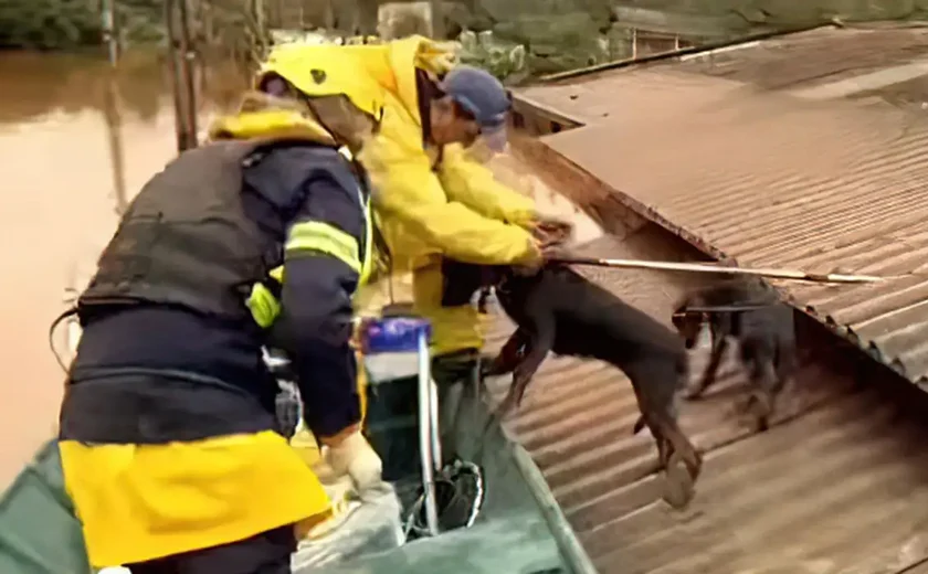RS firma acordo com ONG para assistência a animais resgatados