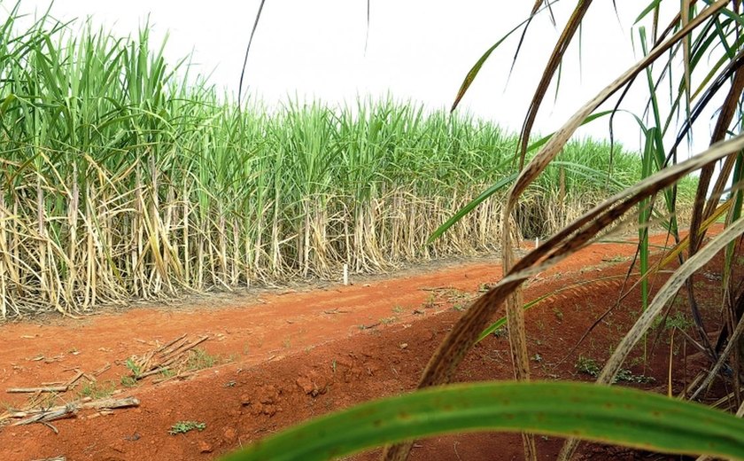 Conab estima produção de 663,4 milhões de toneladas de cana