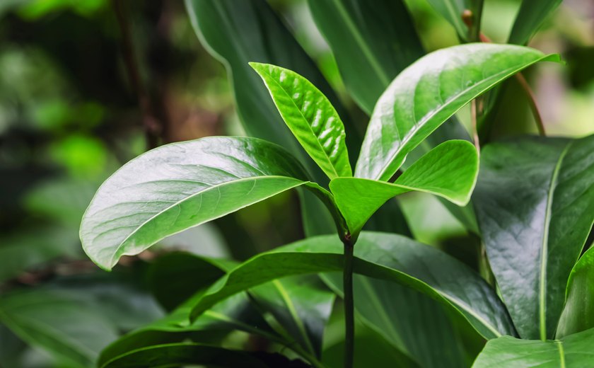 CO₂ é o novo fertilizante de plantas?