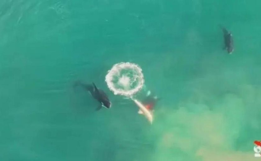 Orca-avó arranca costela de tubarão-branco durante caça; veja vídeo