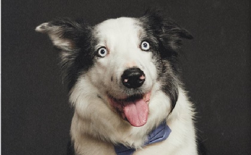 'Anatomia de uma queda': cachorro Messi treinou por dois meses para fazer cena essencial para o filme; entenda