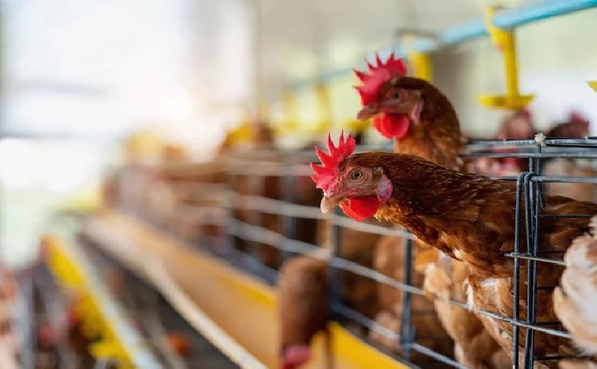Gripe aviária: Paraná solicitará ao governo federal tornar Sul unidade autônoma