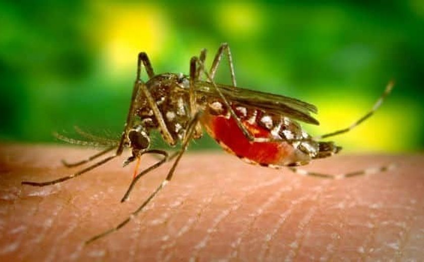 Notificações de zika vírus aumentam no país em relação a 2022