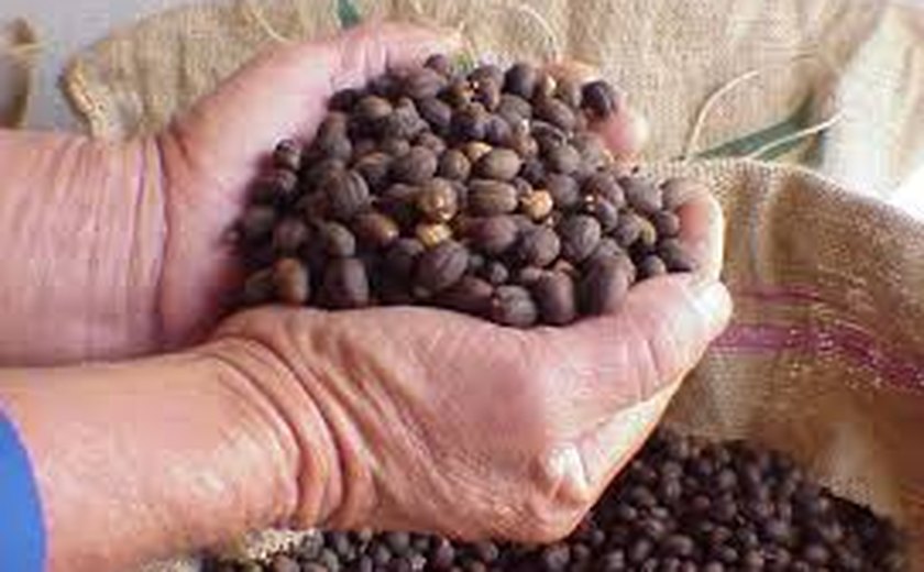 Exportações de café brasileiro crescem 4,35% e rendem US$ 589 milhões em janeiro