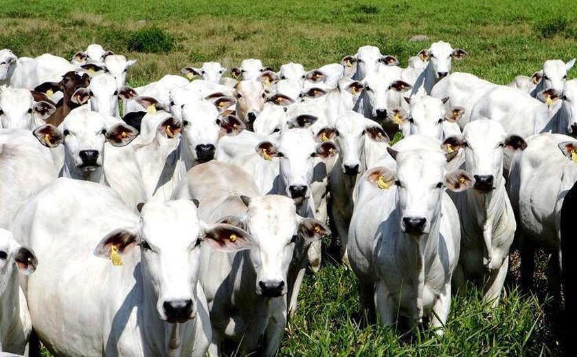 Operação combate criação ilegal de gado em terra indígena no Maranhão