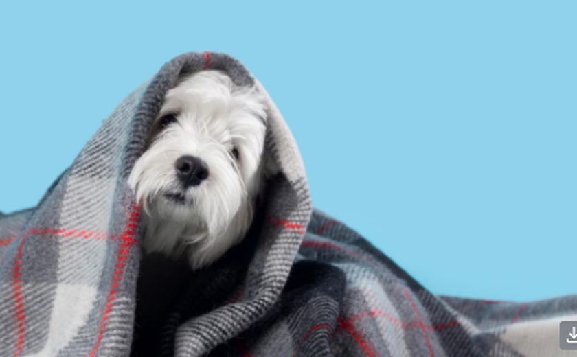Confira os cuidados adequados com os pets no inverno