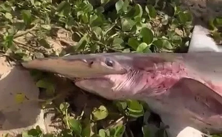 Tubarão-martelo é encontrado em praia de Maragogi