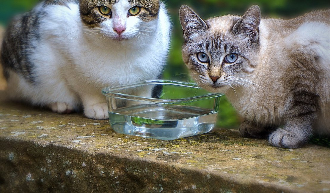 Gatos conquistam espaço nos lares brasileiros Estudo aponta aumento na população felina e especialistas orientam sobre cuidados essenciais Texto: Sérgio Dias Fotos: Pixabay O crescimento da população de gatos no Brasil reflete uma mudança