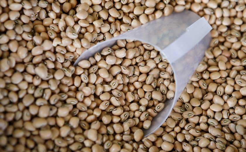 Ministério determina recolhimento de lotes de feijão de marcas impróprias para consumo