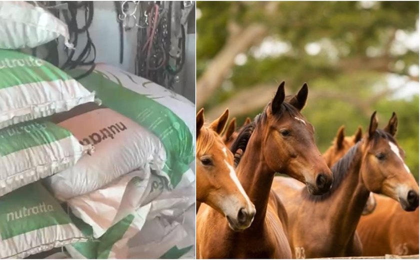 Surto de mortes de cavalos em Alagoas é ligado a ração contaminada; estado já soma 65 casos