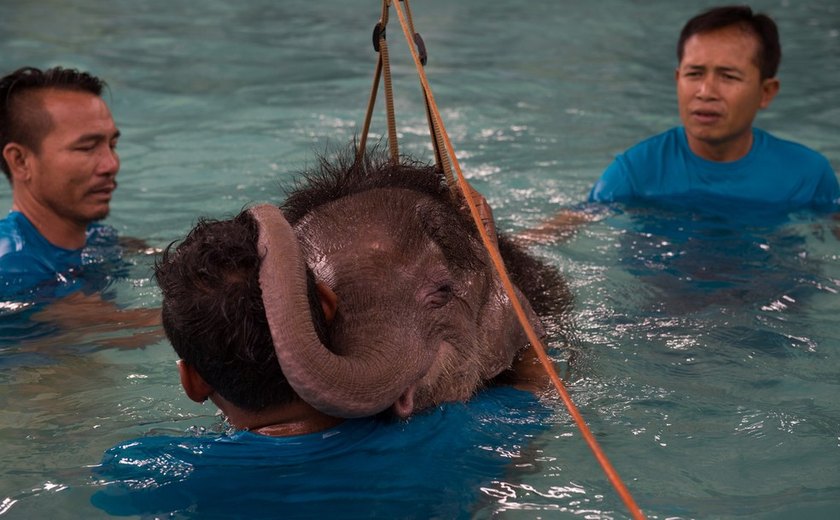 Na Tailândia, elefanta mutilada faz hidroterapia para voltar a andar