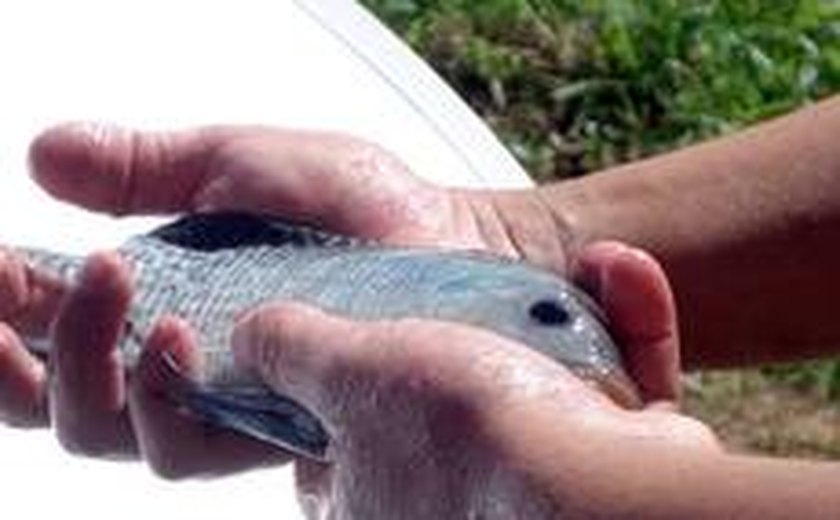 Curso aprimora técnica de criação de peixes em Traipu