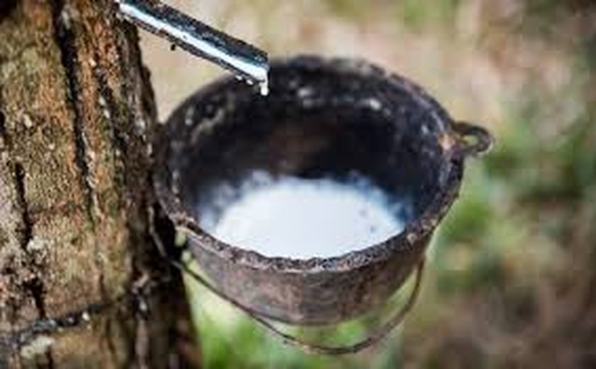 Camex mantém tarifa de 10,8% sobre borracha natural importada de fora do Mercosul