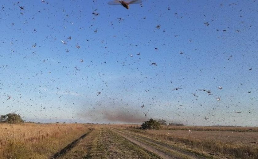 Incêndios, invasões de gafanhotos e trabalho ao ar livre interrompido: Europa em alerta vermelho por intensa onda de calor