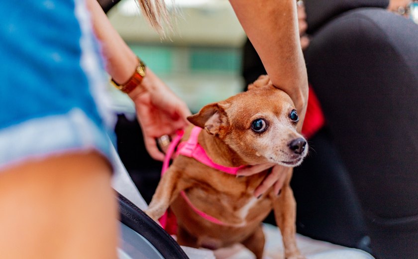 Viajando com pet: DMTT de Maceió orienta sobre segurança no transporte de animais