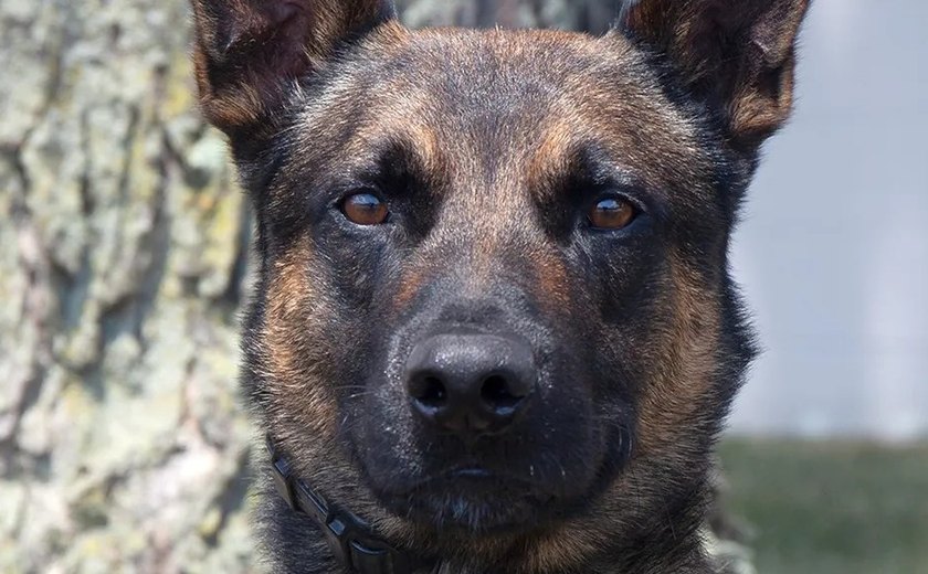 Quem é Yoda, o cão policial que capturou o brasileiro fugitivo nos EUA