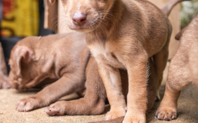 Animais recolhidos no Mercado da Produção ainda podem ser adotados