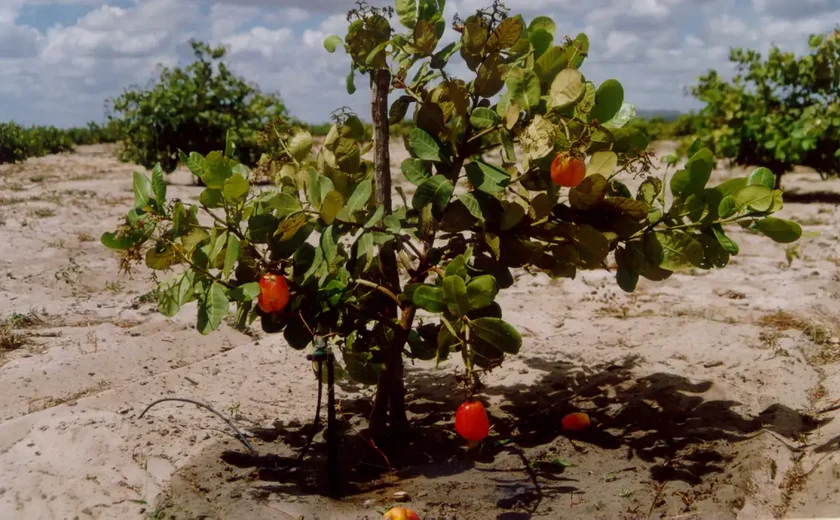 'Pede caju que dou?' Produção da fruta que virou estrela do carnaval cai 17% no Brasil