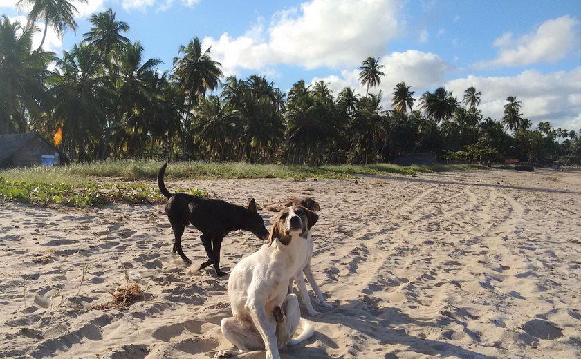 Sesau orienta população sobre como evitar doenças transmitidas por animais