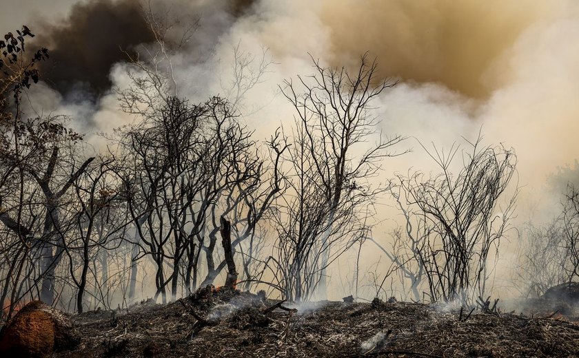ICMBio suspeita de incêndio criminoso na Floresta Nacional de Brasília