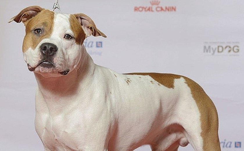 Mulher tem braço amputado após ser atacada por cão no Rio