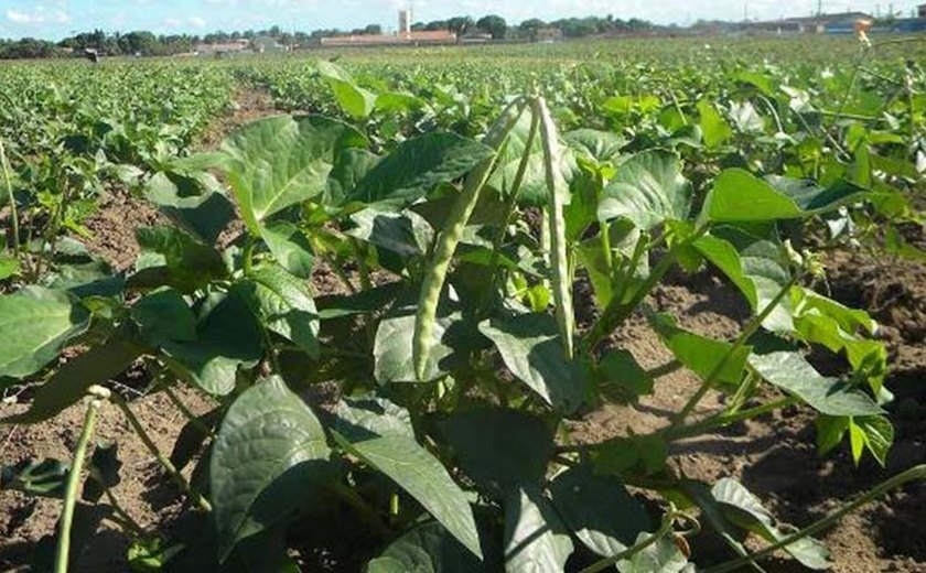 Chuvas trazem boas expectativas para o produtor rural alagoano