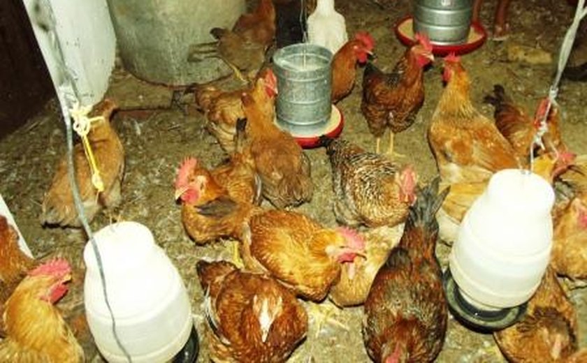 Avicultores participam de seminário sobre associativismo e manejo de galinha caipira