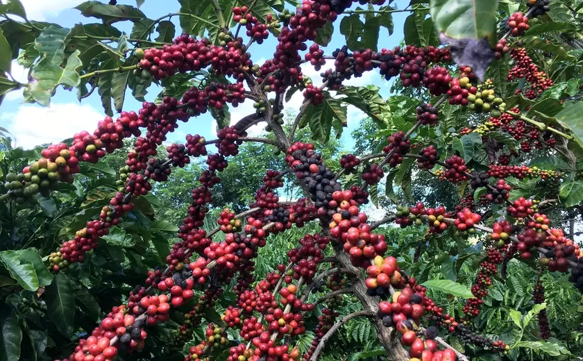 Restauração florestal em cafezais é viável economicamente, diz estudo