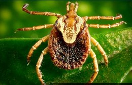 Entenda os sintomas da febre maculosa